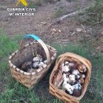 Ejemplares de boleto pinícola (Boletus Pinophilus) decomisados 