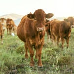 Sin las actividades del mundo rural, no hay autonomía alimenticia.