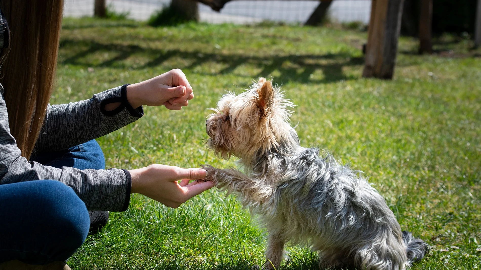 ¿Cuáles son las únicas órdenes que realmente necesita aprender tu perro?