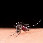 Mosquito