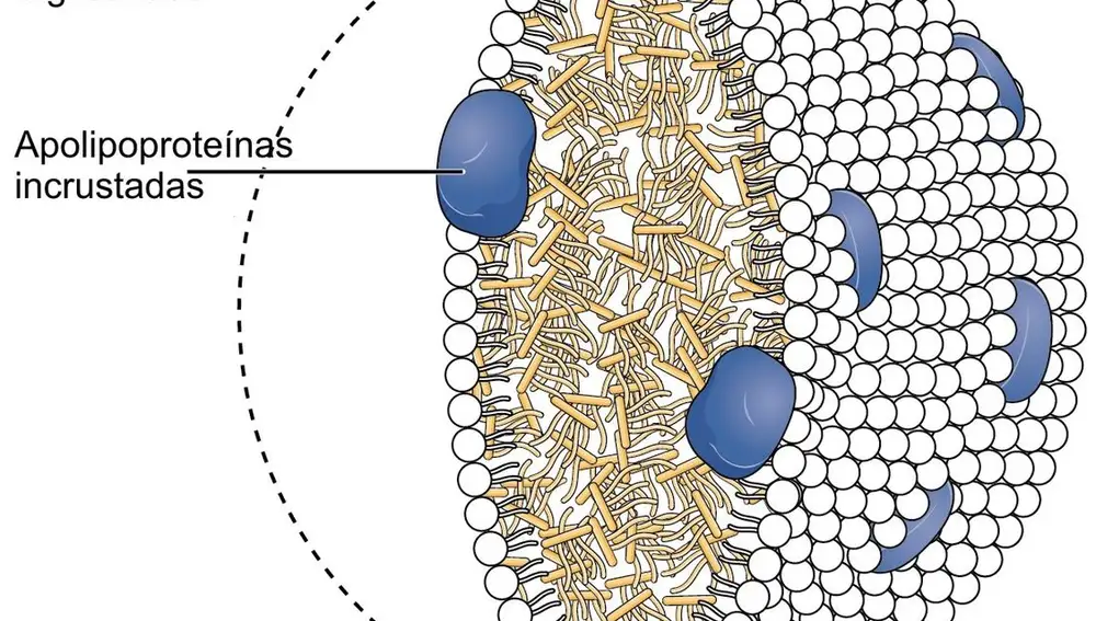 Las lipoproteínas son moléculas hechas de proteínas y triglicéridos