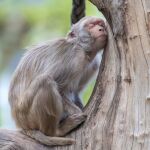 Los humanos somos los menos dormilones de la familia de los primates, seguidos de cerca por los chimpancés