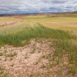 Campos afectados por la sequía en Montuenga (Soria)