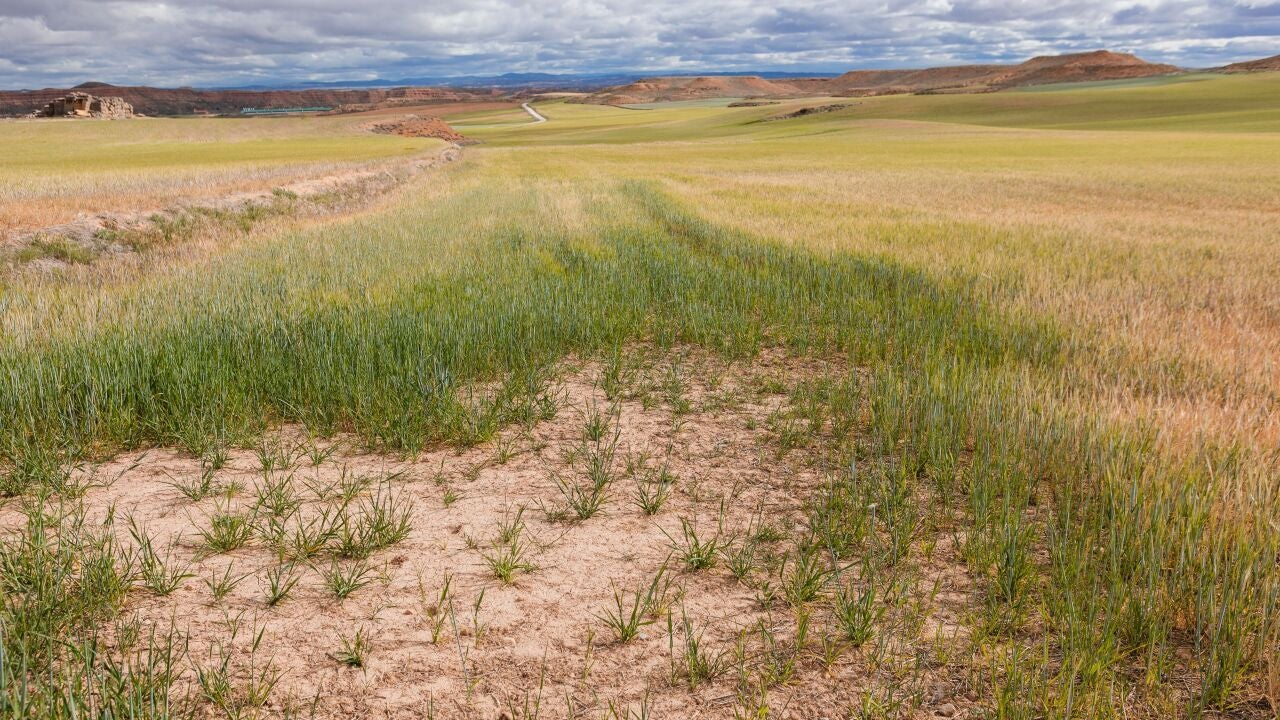 El campo pierde ya más de 2.000 millones de euros por la sequía
