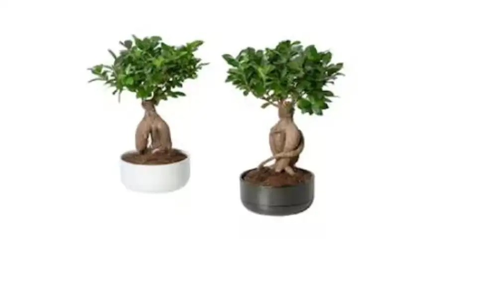 Ficus Microcarpa Ginseng