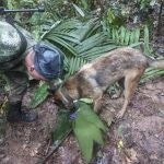 Las autoridades hallaron un biberón y una fruta a medio comer lejos del accidente de avión en la selva colombiana