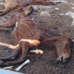 La Guardia Civil investiga al titular de una granja en Murcia por maltrato animal