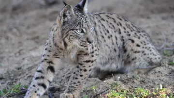 Un ejemplar de lince ibérico Un ejemplar de lince ibérico