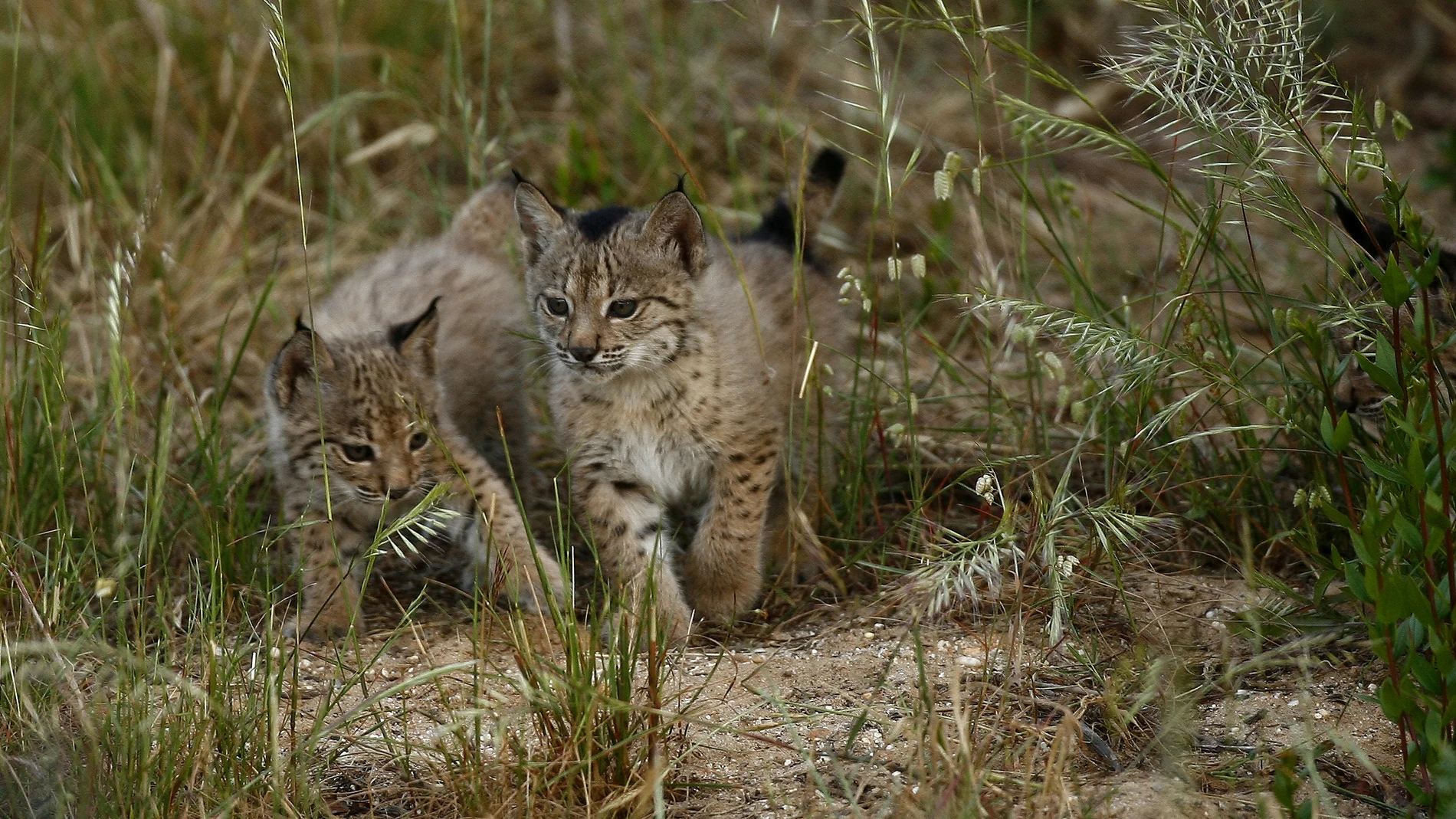 Ejemplares de lince ibérico