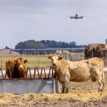 Pastoreo con drones y equipos para fumigado aéreo en la localidad abulense de San Pedro del Arroyo
