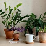 15 plantas de interior que no necesitan luz natural (o muy poca)