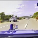 Un vaquero a caballo persigue a un novillo en una autopista de EEUU
