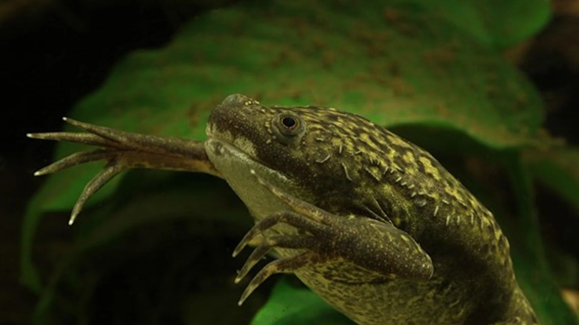 Rana de uñas africana