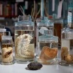 Descubren más de 5.000 nuevas especies en el océano Pacífico