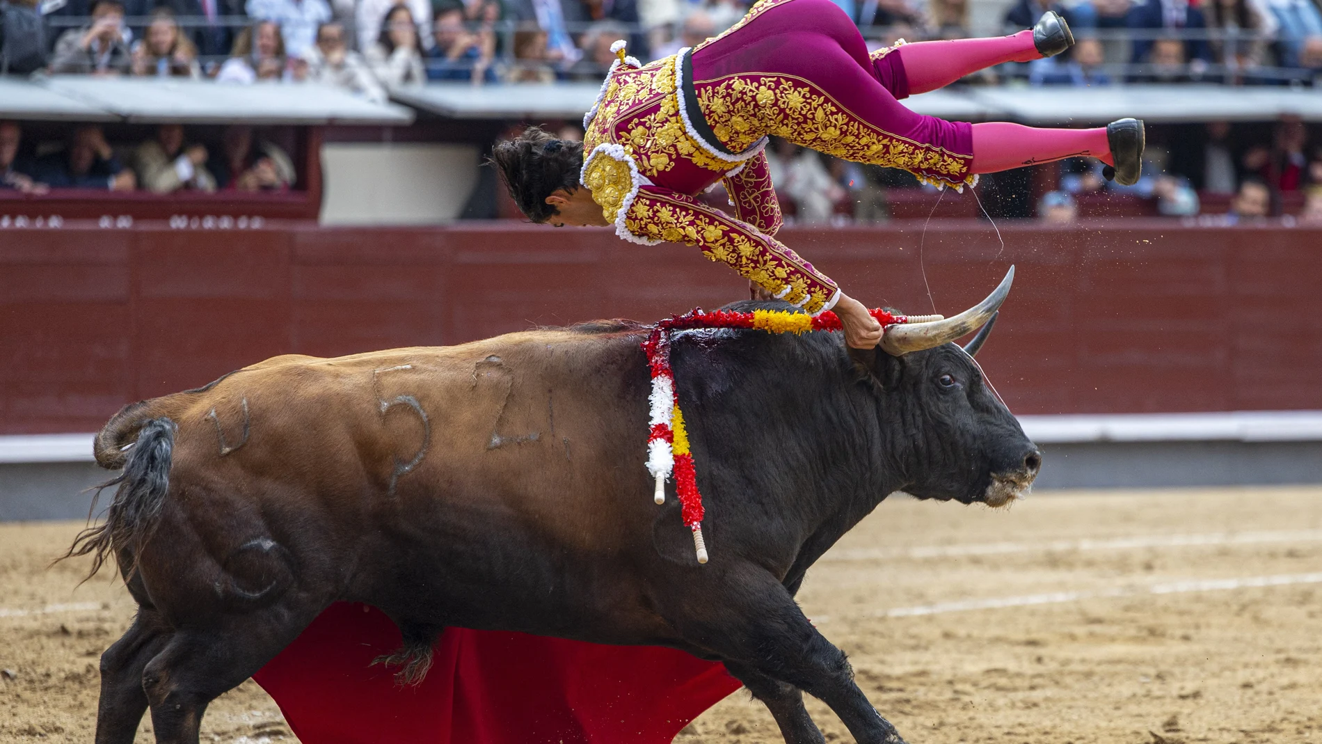 El diestro Francisco de Manuel es volteado por su primer toro, este sábado en el decimosexto festejo de la feria de San Isidro, en el que se torean reses de El Pilar, en la Monumental de Las Ventas.