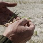 Un labrador muestra los efectos devastadores que la sequía y el calor producen sobre su plantación de cereal.