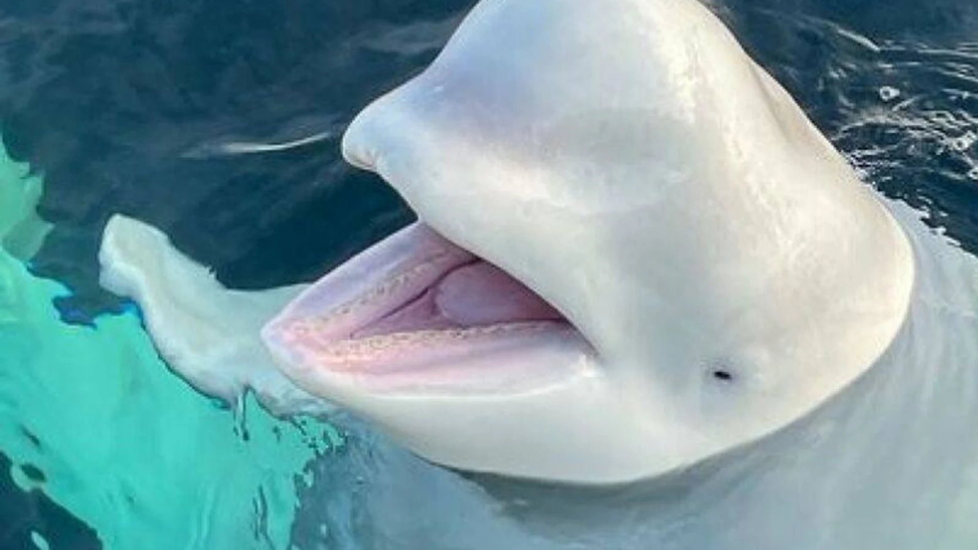 La ballena espía rusa cuando fue descubierta en Noruega en 2019