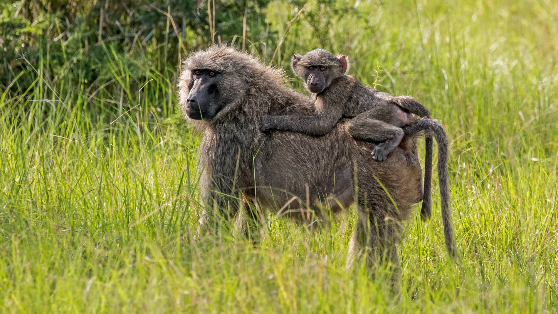 Los genomas de 800 primates revelan claves de mutaciones que causan enfermedades como el cancer