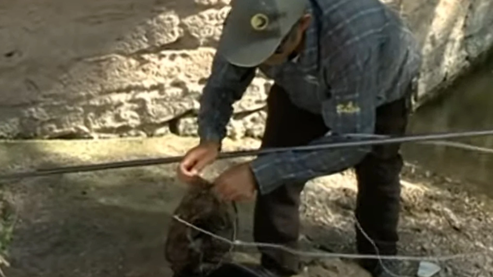 Se abre la veda para la pesca del cangrejo rojo en Castilla y León