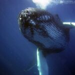 Ballena jorobada