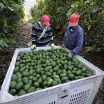 Cultivo de aguacate