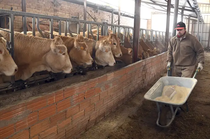 La Junta mantiene las medidas para proteger al ganado bovino de la dermatosis nodular contagiosa La Junta mantiene las medidas para proteger al ganado bovino de la dermatosis nodular contagiosa