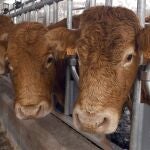 Explotación bovina de Burgos