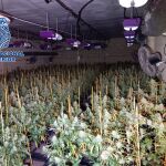 Una de las plantaciones indoor localizadas