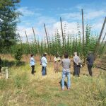 Visita guiada sobre el lúpulo y la cerveza en Carrizo de la Ribera