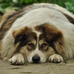 El sobrepeso en perros puede venir determinado desde la infancia