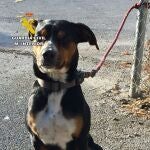 La Guardia Civil investiga a un vecino de Mazarrón (Murcia) por la muerte a tiros de un perro
