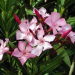 Siete plantas que debes eliminar de tu jardín por su peligrosidad