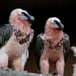 Los quebrantahuesos suelen habitar normalmente en las altas montañas