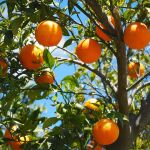 Naranjas