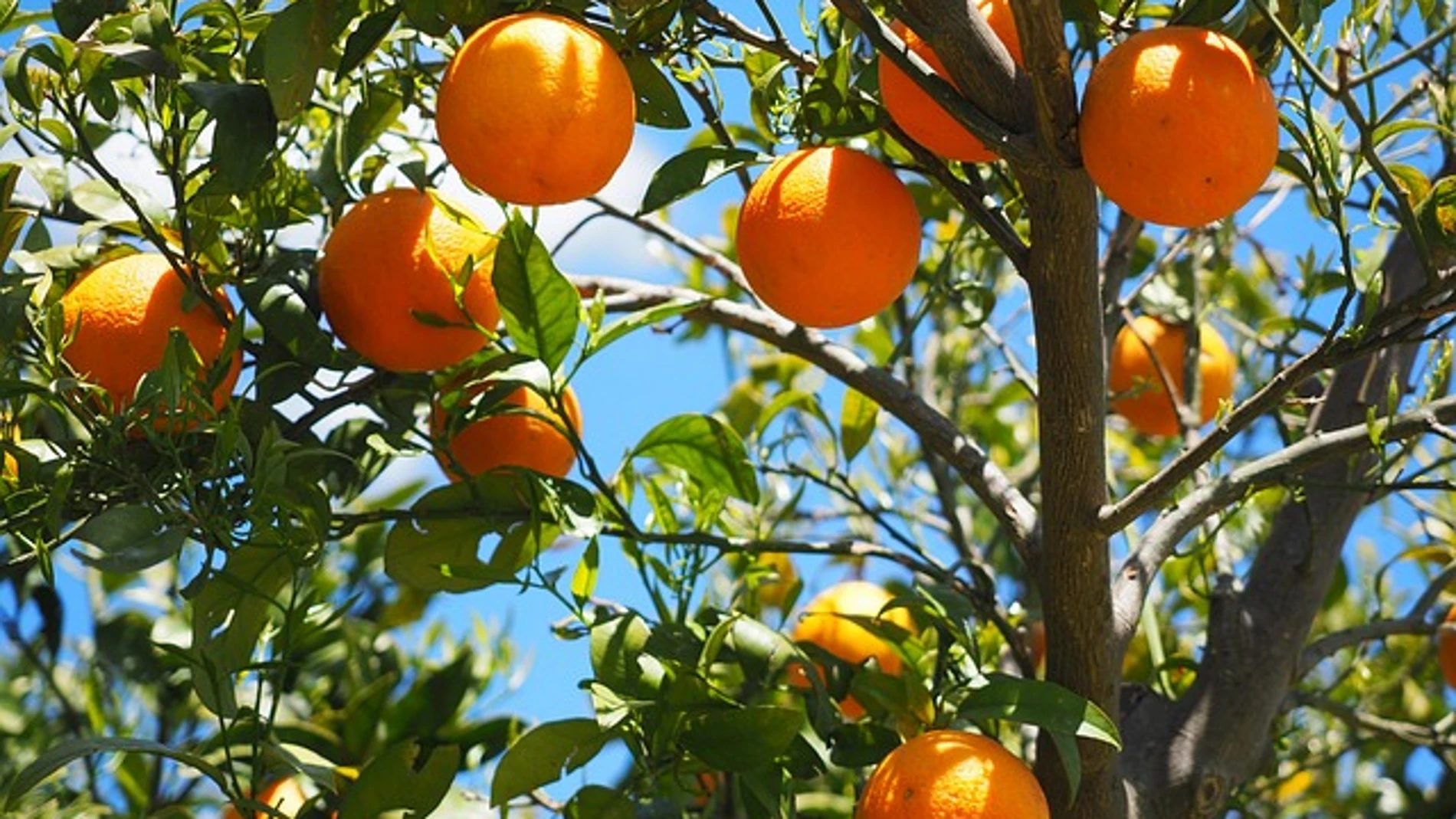 Naranjas