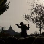 GRAF1531. MADRID, 21/10/2018.- Un pastor y sus ovejas con la catedral de La Almudena al fondo sale desde la Casa de Campo para recorrer las principales calles de Madrid reivindicando el uso de las vías pecuarias en la Fiesta de la Trashumancia, que cumple 25 años desde que fue recuperada por el Ayuntamiento de Madrid y 600 de la Concordia entre los Hombres buenos de la Mesta y el Concejo de la Villa.- 