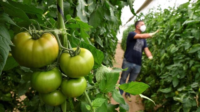 Cultivo de tomates en Almer&iacute;a