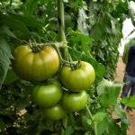 GRAFAND8828. EL EJIDO (ALMERÍA), 27/05/2020.- José Luis Martín observa las plantas en su finca invernada que cobija unas 25.000 plantas de tomate donde ha apostado por el control biológico y la lucha integrada para combatir las plagas como la Tuta absoluta, una polilla que puede suponer la ruina para el agricultor, al provocar la pérdida de la cosecha, con los insectos "buenos".EFE/Carlos Barba El Ejido, Almeria.