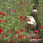 Cisnes eslovacos se drogan con amapolas