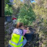 Un agente inspecciona varias de las plantas de marihuana