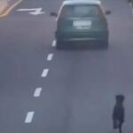 Identificada una mujer que intentaba abandonar a su perro