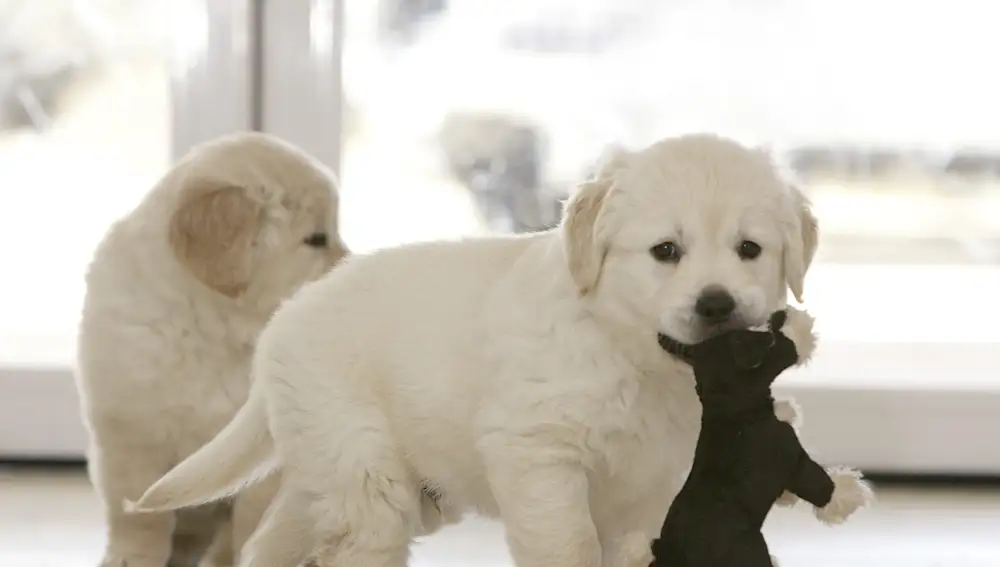 Dos cachorros golden retriever.