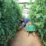 Los agricultores murcianos afrontan con incertidumbre el futuro en el campo tras las restricciones 