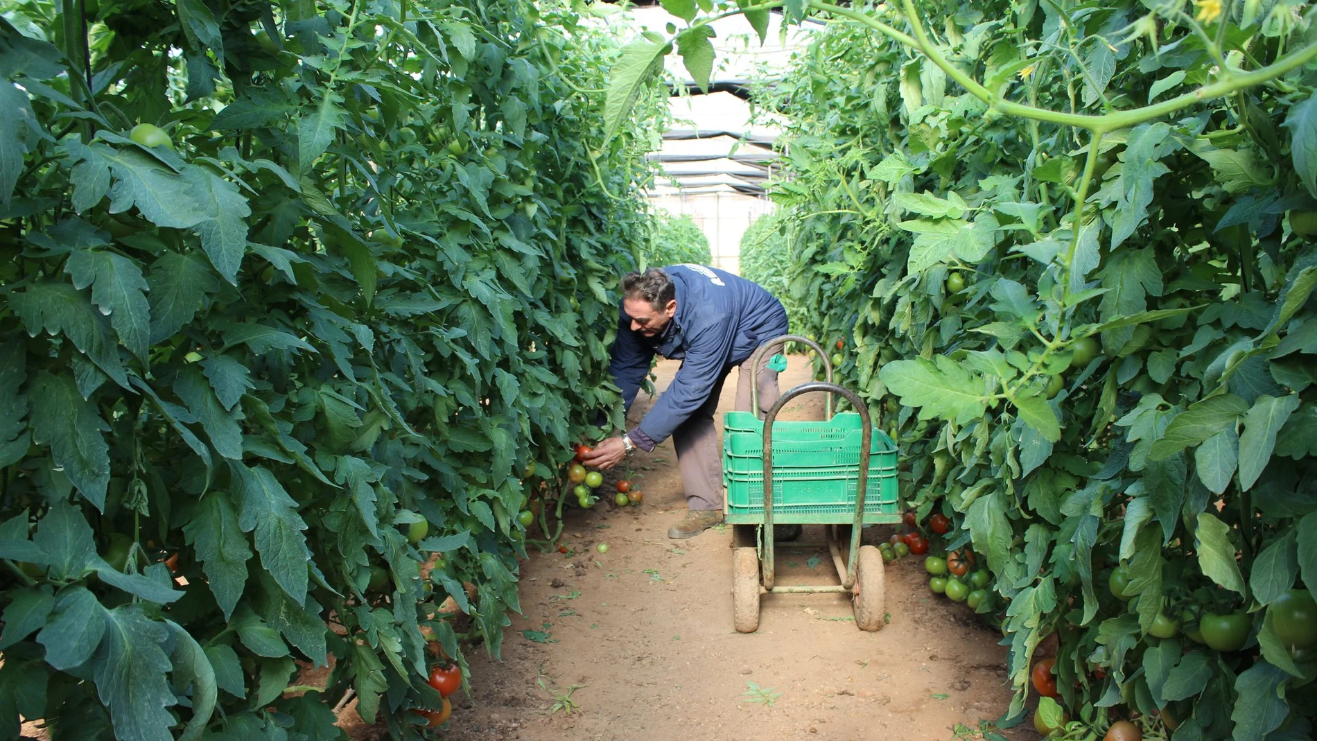 Los agricultores murcianos afrontan con incertidumbre el futuro en el campo tras las restricciones