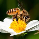 Imagen de archivo de una abeja