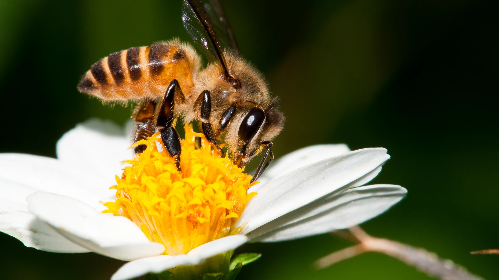 Imagen de archivo de una abeja