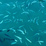 Los peces en el mar de Maiori