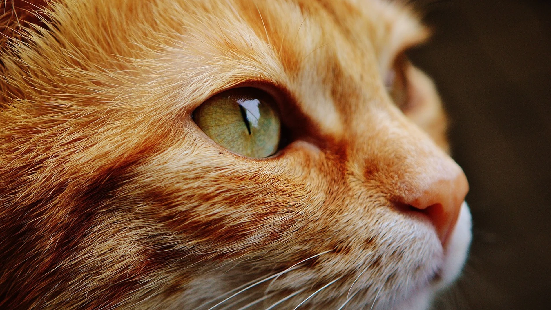 Fotografía de un gato