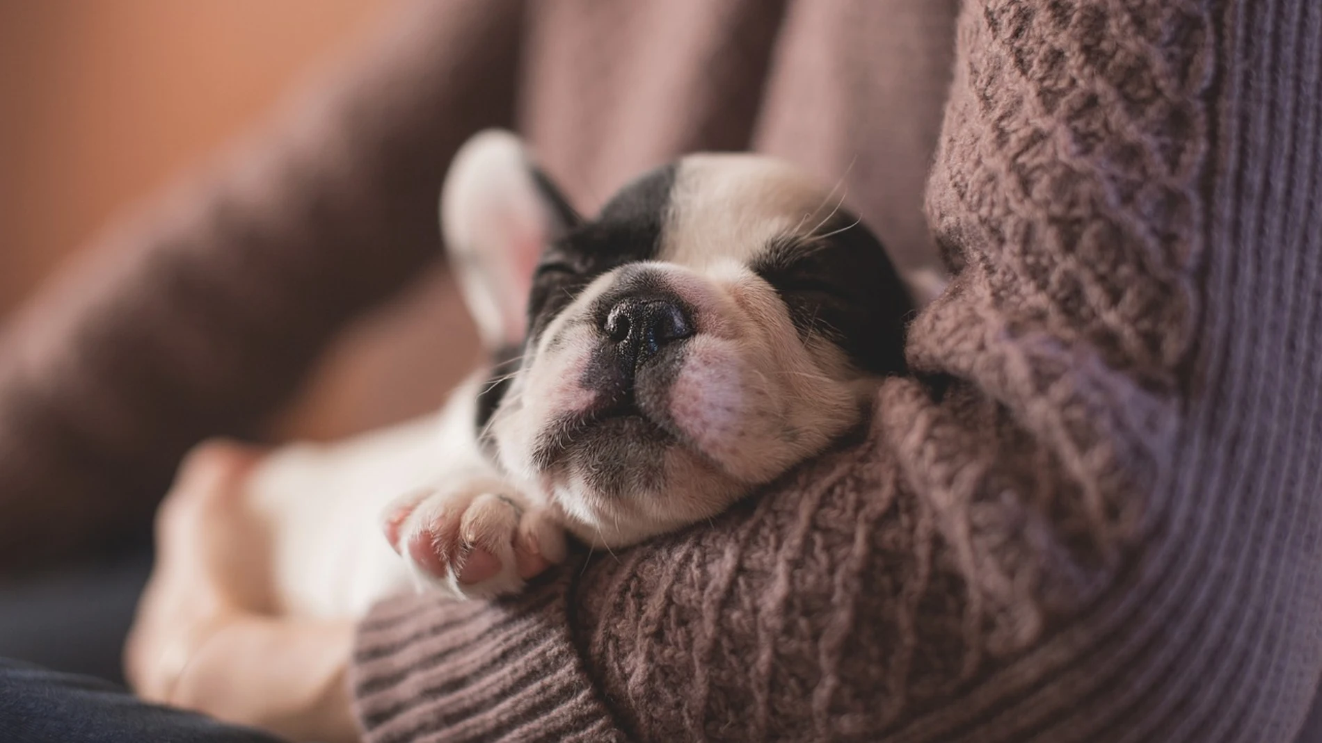 Cachorro durmiendo en los brazos de su dueño