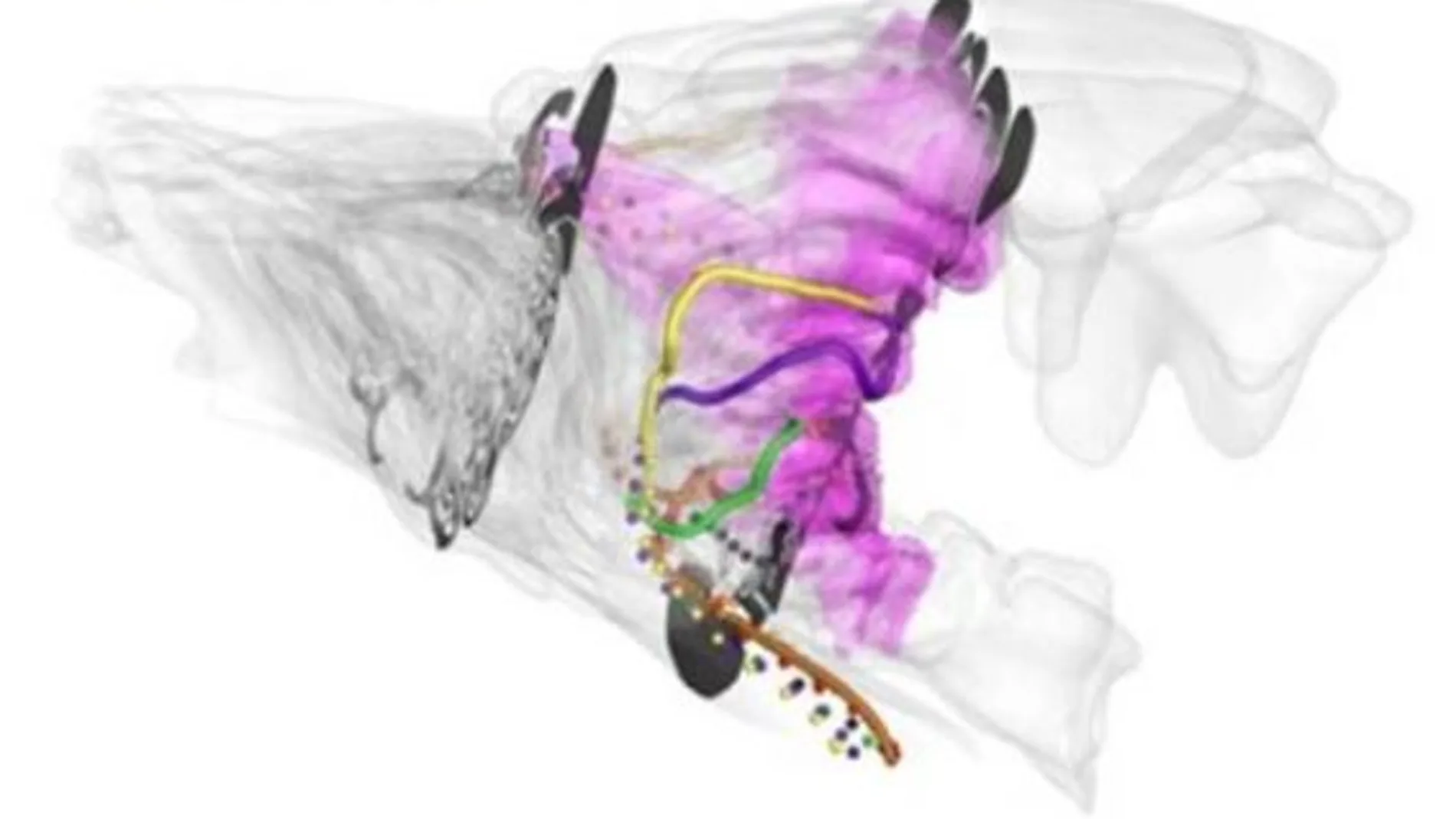 Los investigadores usan un modelo 3D para descubrir que las narices de los gatos domésticos pueden funcionar como un equipo de análisis químico altamente eficiente.